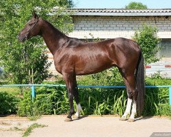 horse Sheker (Akhal-Teke, 2008, from Shahar Shael)