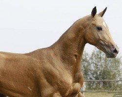 horse Shadday (Akhal-Teke, 2008, from Shahar Shael)