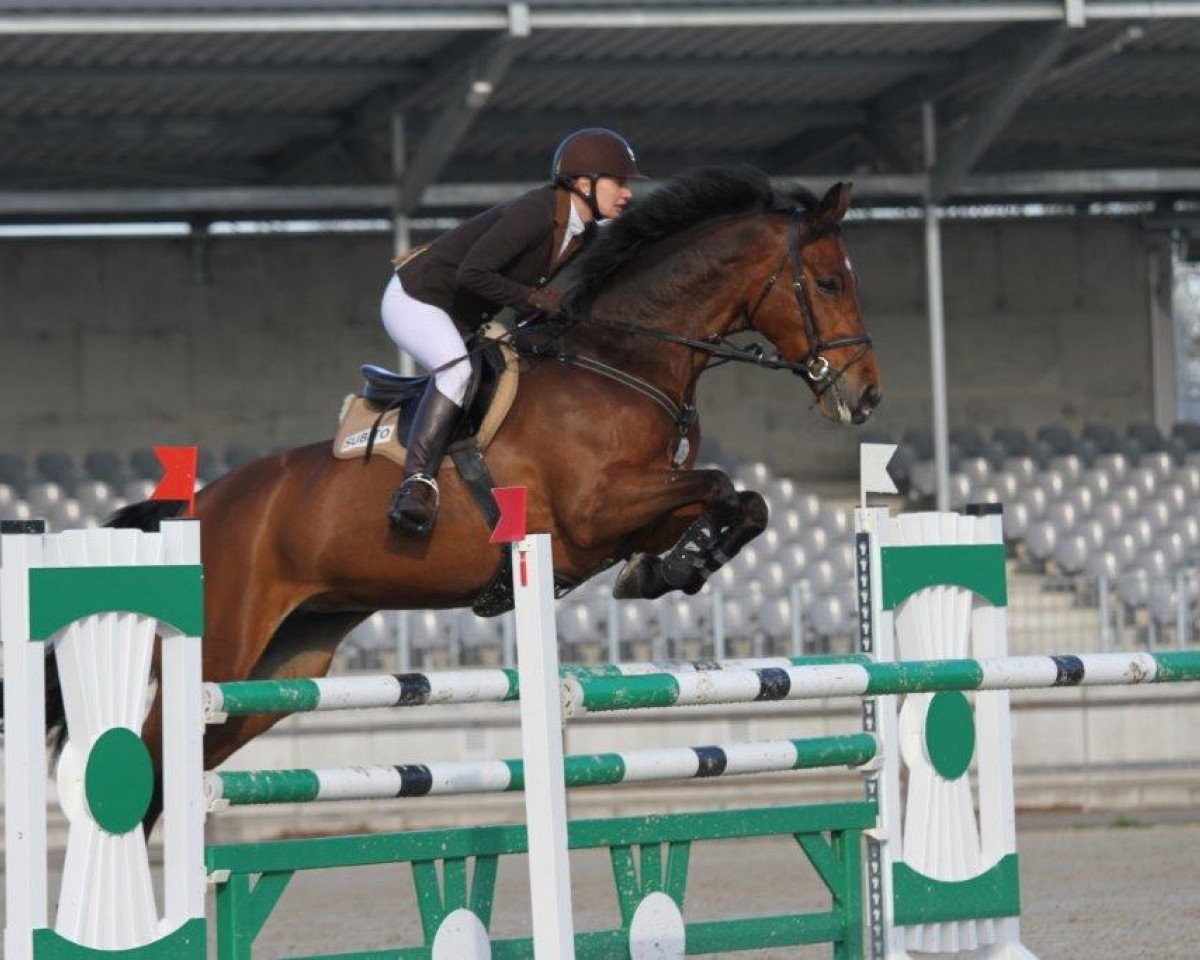 Zuchtstute Lille Hopp (Westfale, 2004, von Larius W)