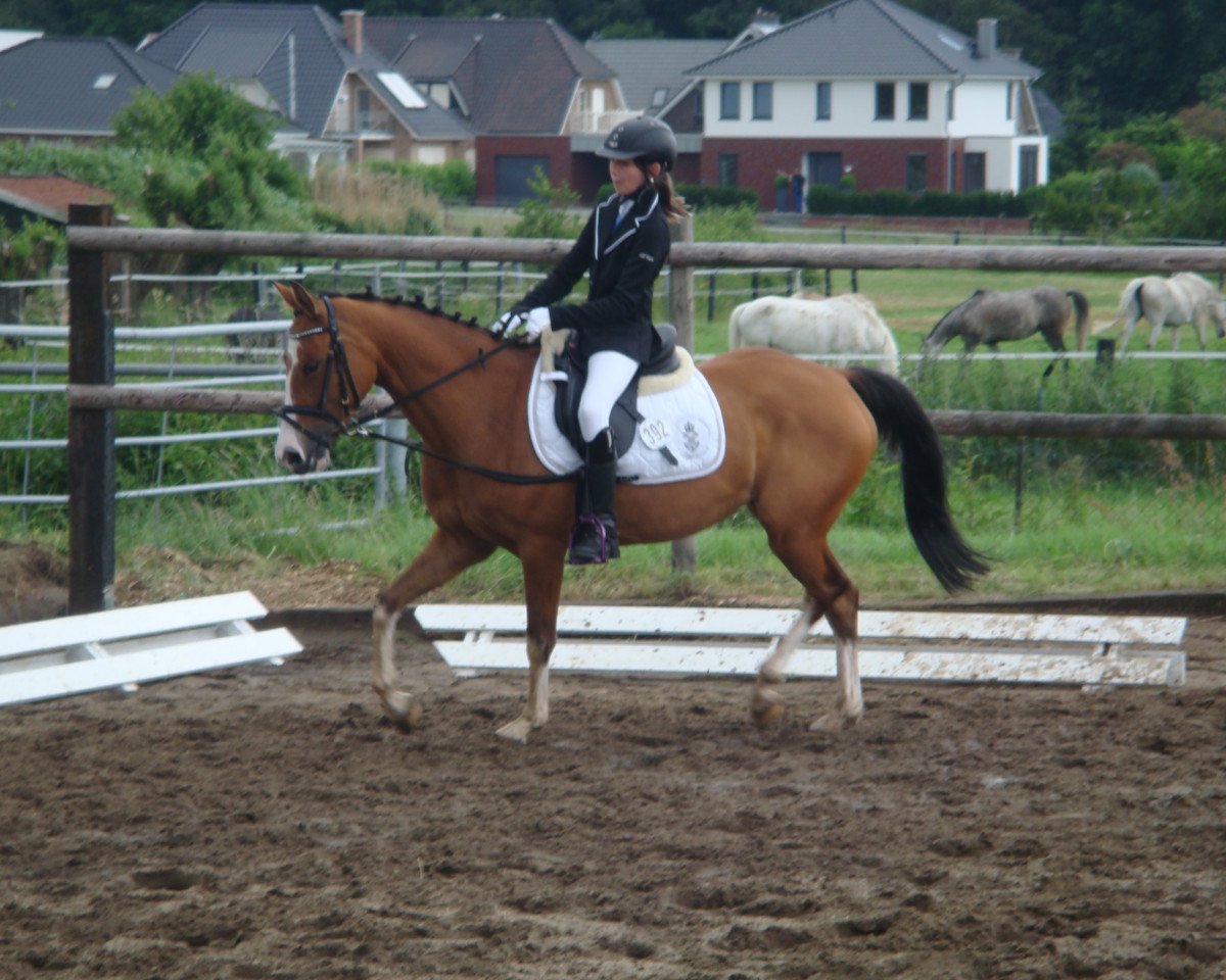 Pferd Belly 9 (Deutsches Reitpony, 2008, von Bismarck)