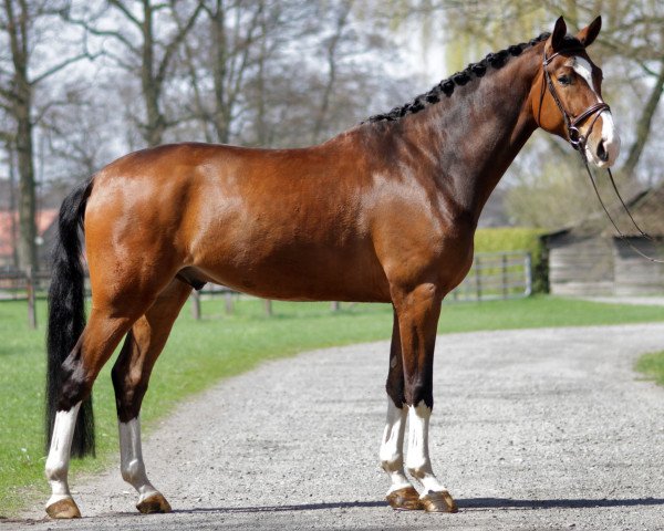 dressage horse Erbprinz 38 (Westphalian, 2007, from Ehrenpreis)