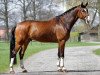 dressage horse Erbprinz 38 (Westphalian, 2007, from Ehrenpreis)