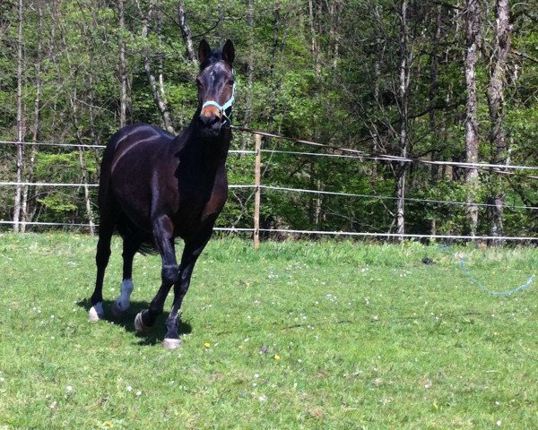 broodmare Aquita (Bavarian, 1993, from Wall Street)