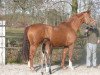 broodmare Ally McBeal (Oldenburg, 1999, from Alabaster)