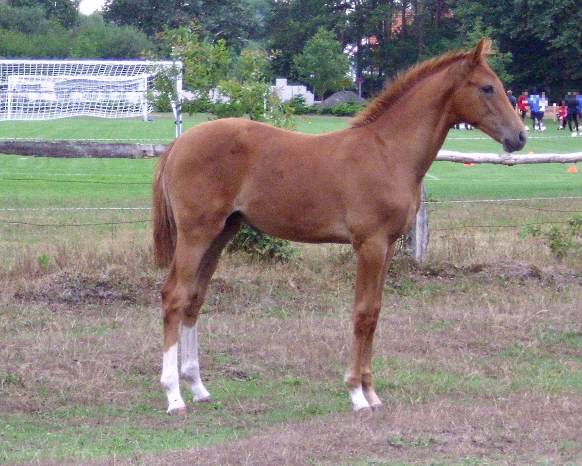 Springpferd Polo (Hannoveraner, 2010, von Perigueux)