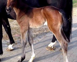 broodmare Libelle H (Oldenburg show jumper, 2014, from Christian 25)