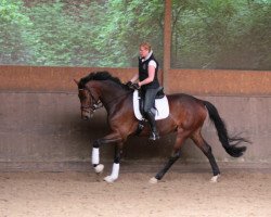 dressage horse Rooney R (Westphalian, 2008, from Riccio)