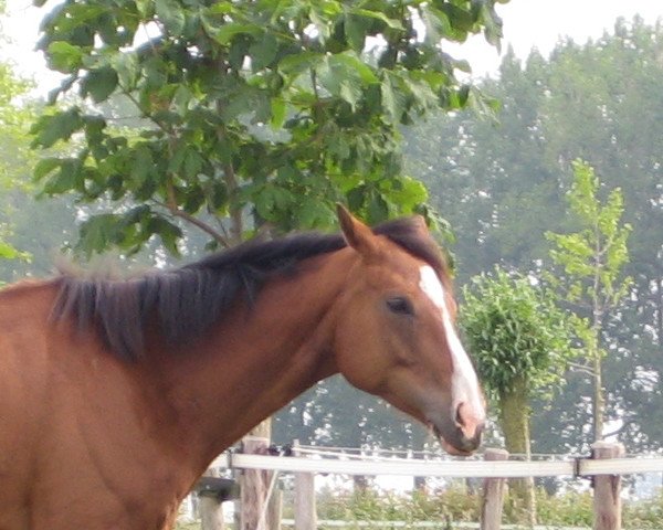 horse Saffron's Son (Thoroughbred, 2004, from Saffron Walden xx)