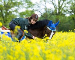 horse Aiming High 2 (Hanoverian, 2007, from Advocat)