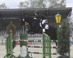 jumper Mexx B (Hanoverian, 2007, from Matula)