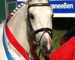 broodmare Torina D (German Riding Pony, 2005, from Dreamcatcher)