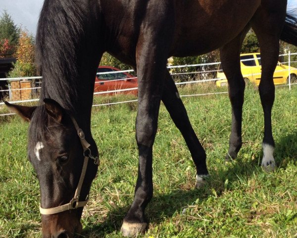 dressage horse Florian (Rhinelander, 2006, from Florubin)