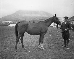 broodmare Nera 1948 ox (Arabian thoroughbred, 1948, from Nomer 1943 ox)