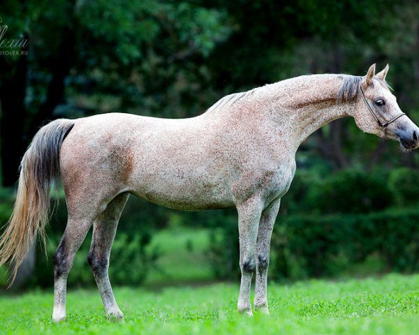 broodmare Puilca 2005 ox (Arabian thoroughbred, 2005, from Aja Shakakhan 1999 ox)