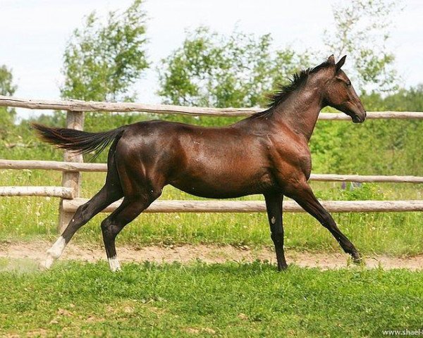 horse Sarit (Akhal-Teke, 2010, from Saivan)