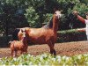 broodmare Derzhava 1985 ox (Arabian thoroughbred, 1985, from Aswan 1958 EAO)