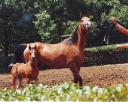 broodmare Derzhava 1985 ox (Arabian thoroughbred, 1985, from Aswan 1958 EAO)