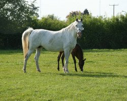 broodmare Perspektiva 1997 ox (Arabian thoroughbred, 1997, from Piligrim 1991 ox)