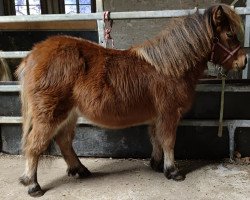 Dressurpferd Greilingerhofs Sweety (Dt.Part-bred Shetland Pony, 2021, von Gero)