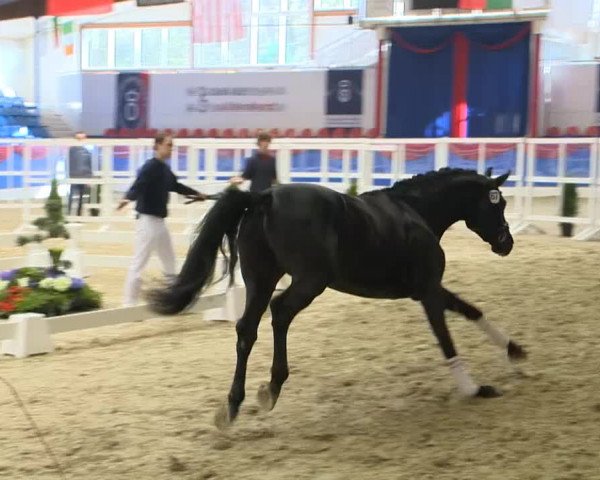 Video of Sky Amour