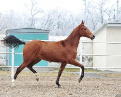 horse Aymesey (Akhal-Teke, 2010, from Alvan)