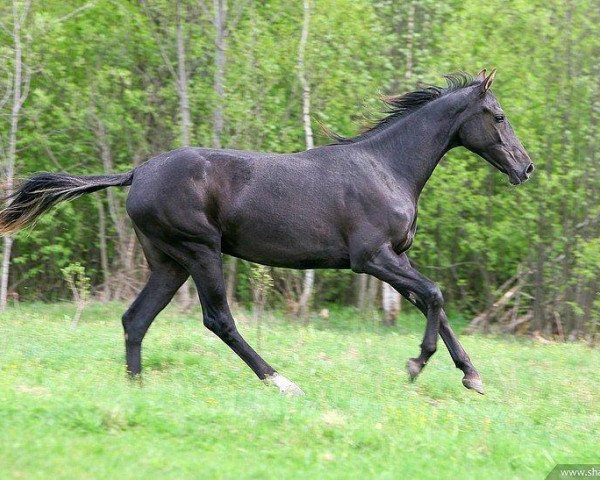 Pferd Sharipat (Achal Tekkiner, 2008, von Gazyr Shael)