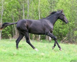 horse Sharipat (Akhal-Teke, 2008, from Gazyr Shael)