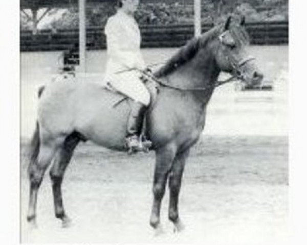stallion Downland Drummer Boy (Welsh-Pony (Section B), 1961, from Downland Roundelay)