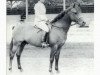 stallion Downland Drummer Boy (Welsh-Pony (Section B), 1961, from Downland Roundelay)