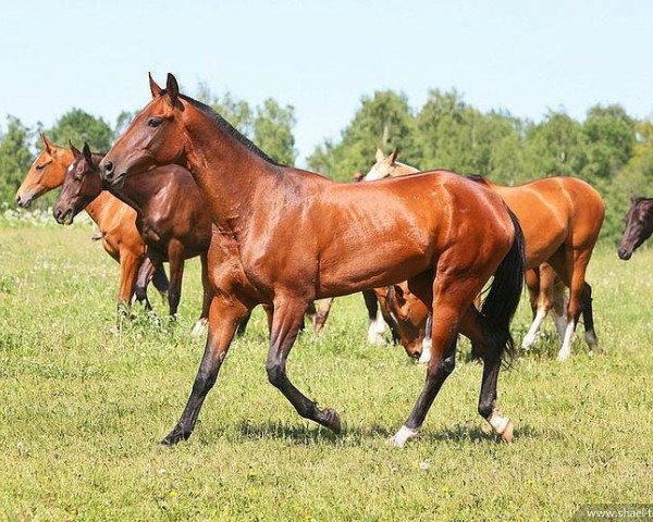 broodmare Isida (Akhal-Teke, 2007, from Atabek)