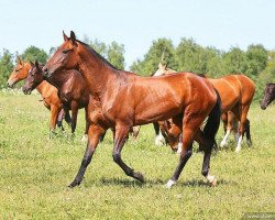 broodmare Isida (Akhal-Teke, 2007, from Atabek)