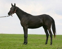 horse Nadiyat (Akhal-Teke, 2007, from Garant)