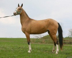 horse Matushka (Akhal-Teke, 2007, from Pekhimdar)