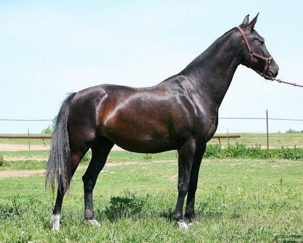 horse Memoria (Akhal-Teke, 2007, from Mikhman)