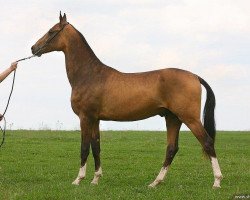 horse Jagar (Akhal-Teke, 2007, from Gayaz)