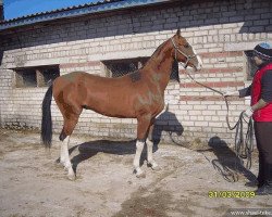 horse Gaykhan (Akhal-Teke, 2007, from Pekhimdar)