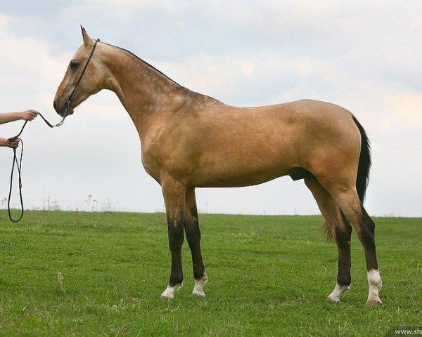 horse Otman (Akhal-Teke, 2007, from Garant)