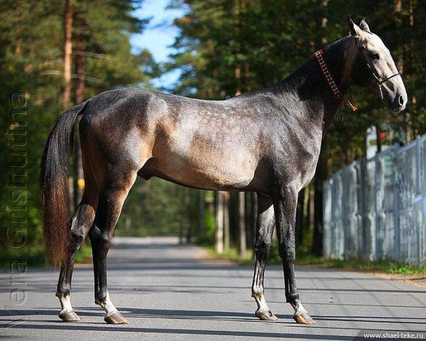 horse Gaphar (Akhal-Teke, 2007, from Pekhimdar)