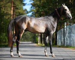 horse Gaphar (Akhal-Teke, 2007, from Pekhimdar)