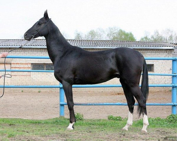 horse Pikri (Akhal-Teke, 2006, from Murgab)