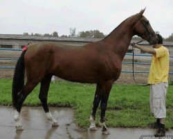 horse Gaydar (Akhal-Teke, 2006, from Gazyr Shael)