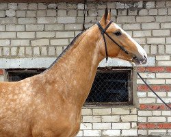 horse Shammay (Akhal-Teke, 2005, from Shahar Shael)