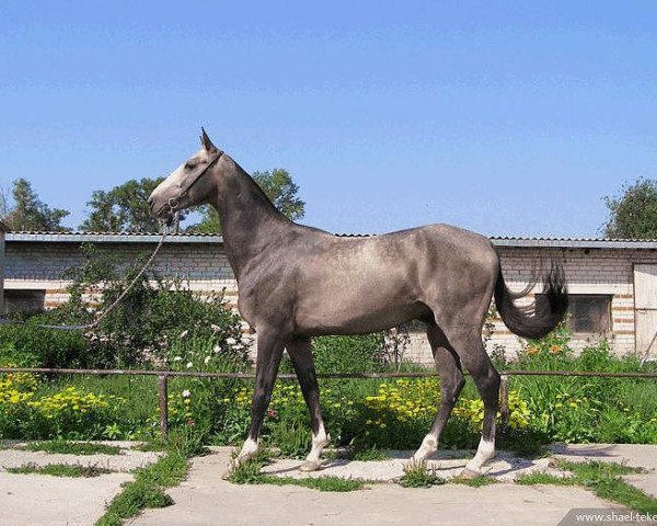 horse Aydemir (Akhal-Teke, 2005, from Gayaz)