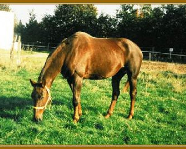 broodmare Cynthia (Westphalian, 1978, from Cyrian)