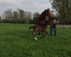 broodmare Albany (Westphalian, 2005, from Ars Vivendi)