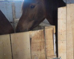 broodmare Kadisha Eh (Arabian thoroughbred, 2011, from Zyrano de Beygerac ox)