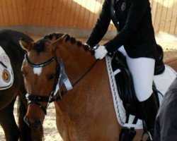 dressage horse Dschungelkönig (German Riding Pony, 2008, from FS Don't Worry)