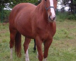 broodmare Wild Darling (Hanoverian, 1997, from Wie Weltmeyer)