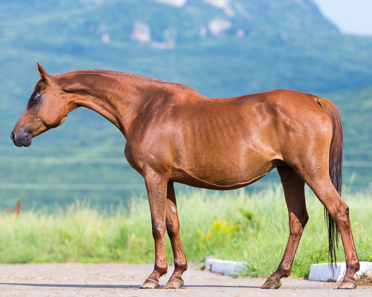 broodmare Sakura 2002 ox (Arabian purebred, 2002, from Karat 1993 ox)