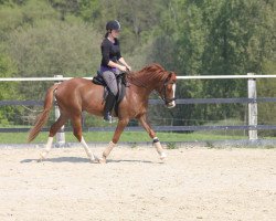 dressage horse Purccini Royale (German Riding Pony, 2011, from Casino Royale K WE)